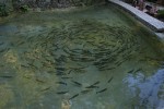 Trout on Dajti