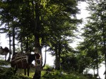 Horses waiting